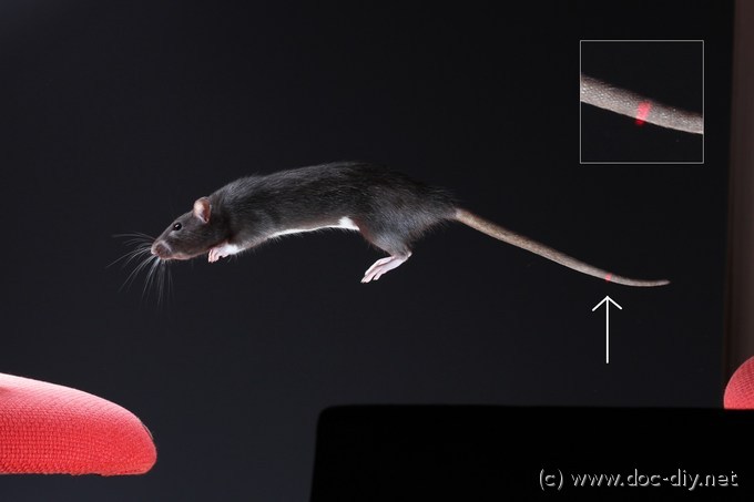 laser on rat tail