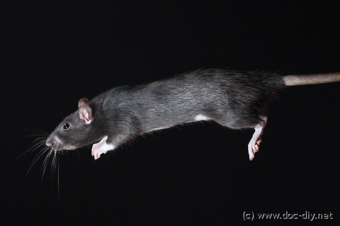leaping rat image